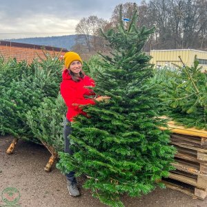 Normandská jedľa (Abies Nordmanniana) výška: 180-200 cm, rezaná 1. TRIEDA